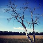 Baum auf Feld