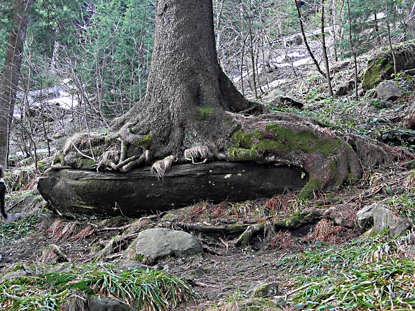 Baum auf Felsen