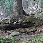 Baum auf Felsen