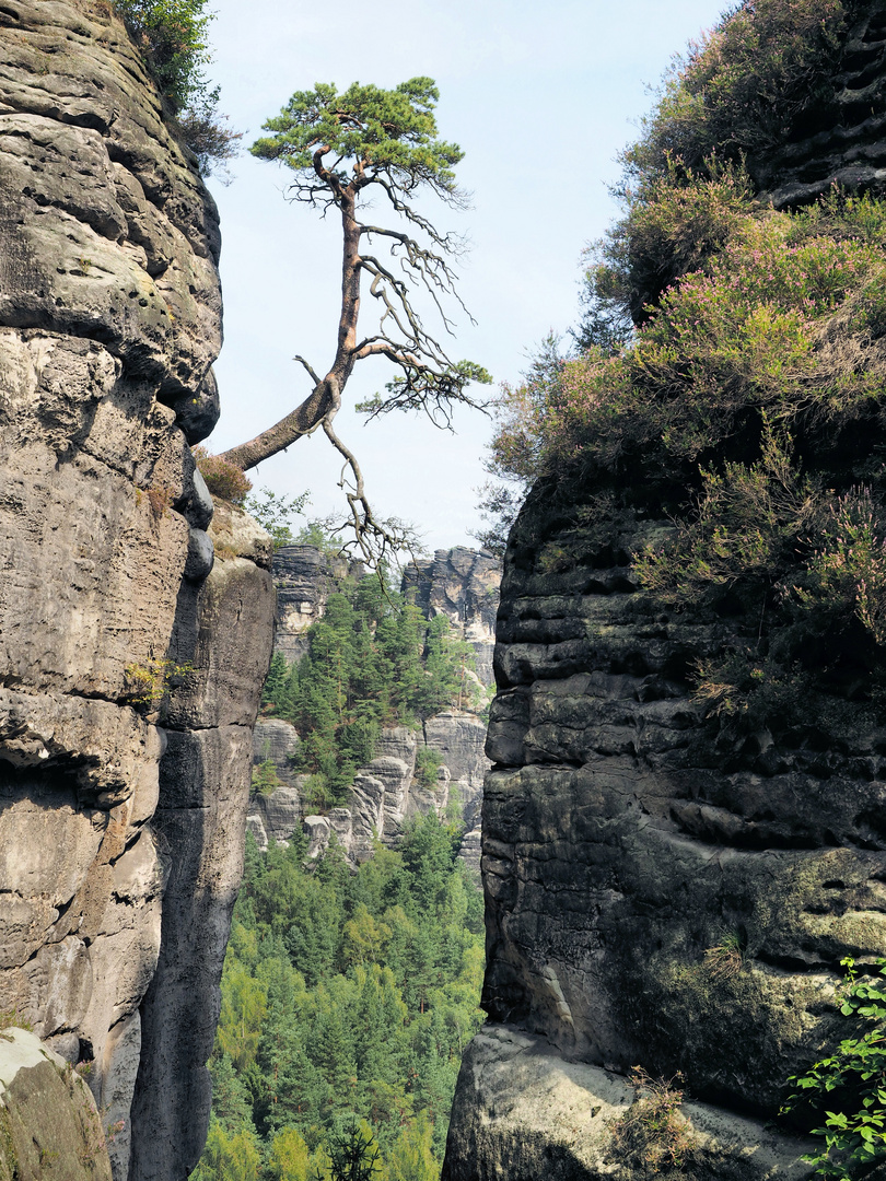 Baum auf Felsen