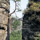 Baum auf Felsen