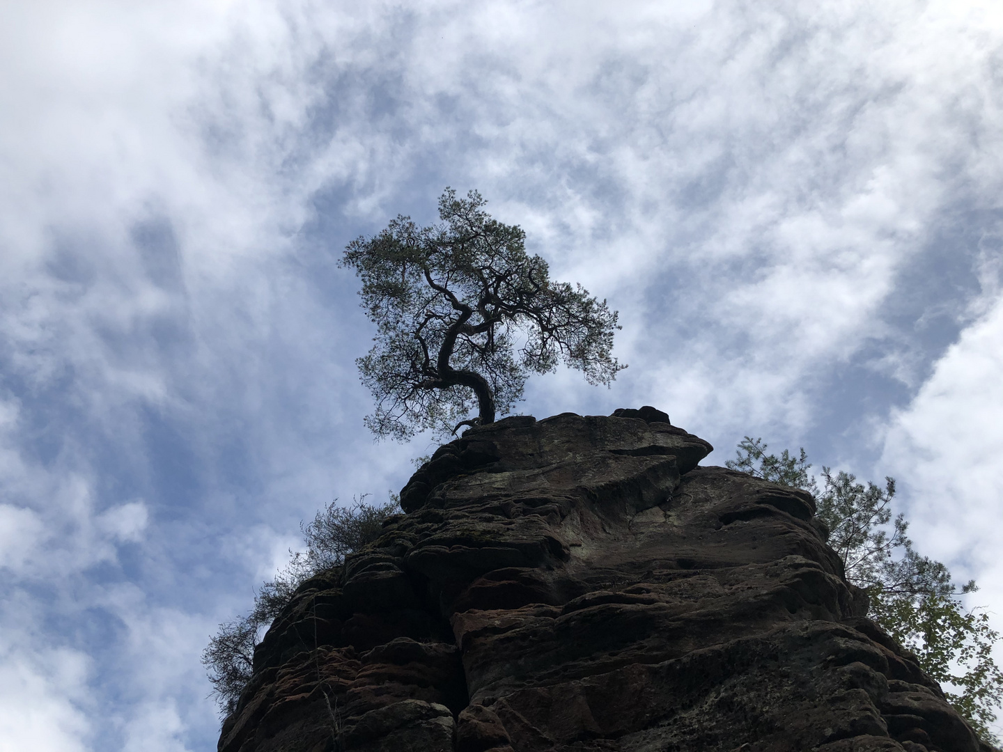 Baum auf Felsen