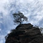 Baum auf Felsen