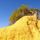 Baum auf Felsen im Pinnacles National Park, Western Australia