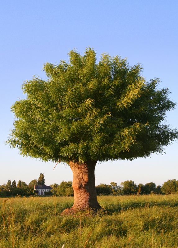 Baum auf französisch