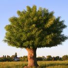 Baum auf französisch