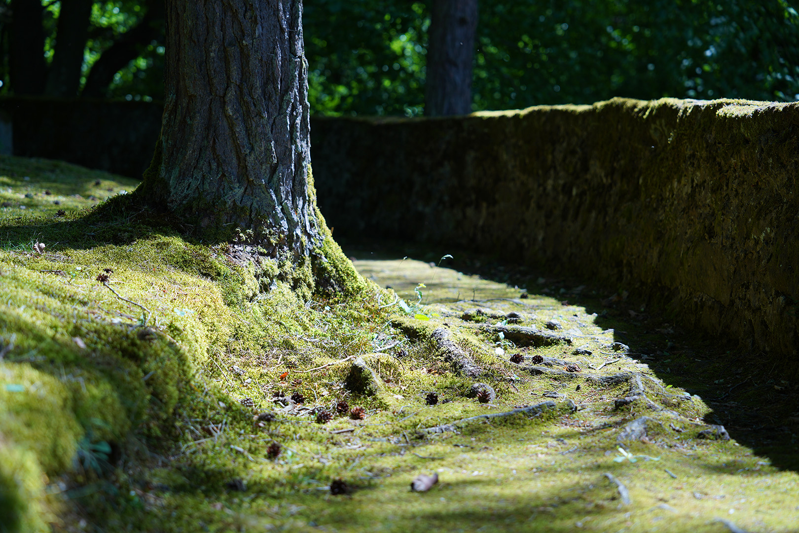 Baum auf Friedhof