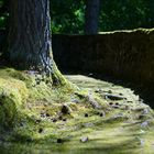 Baum auf Friedhof