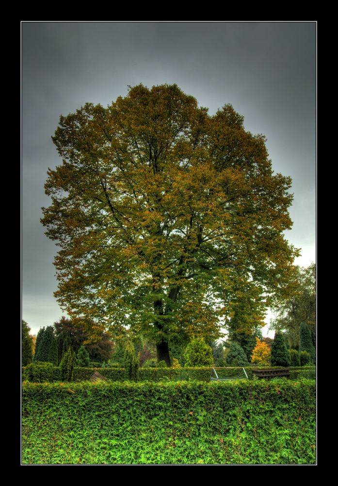 Baum auf Friedhof