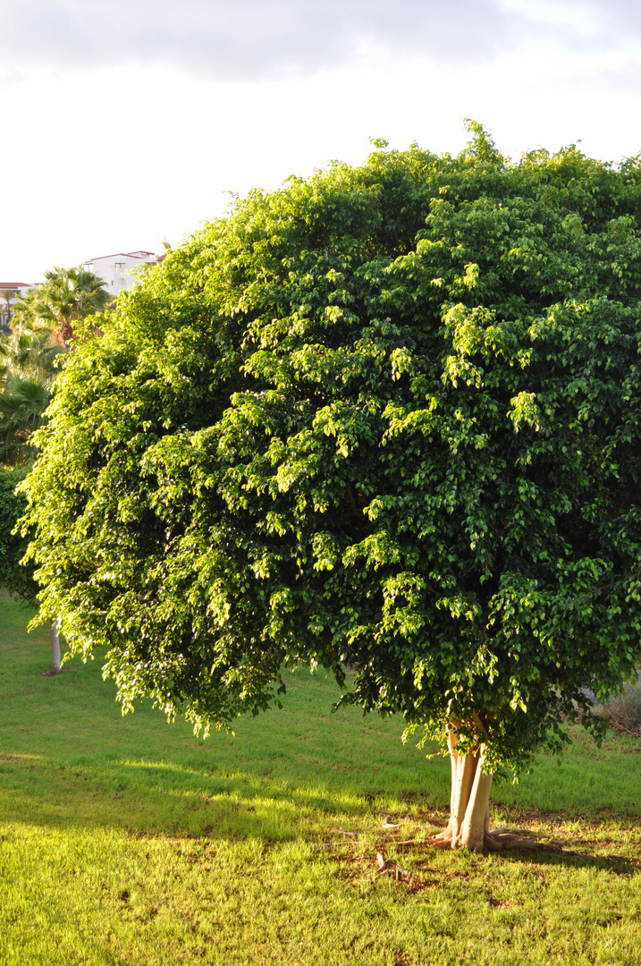 Baum auf Fuerte ventura