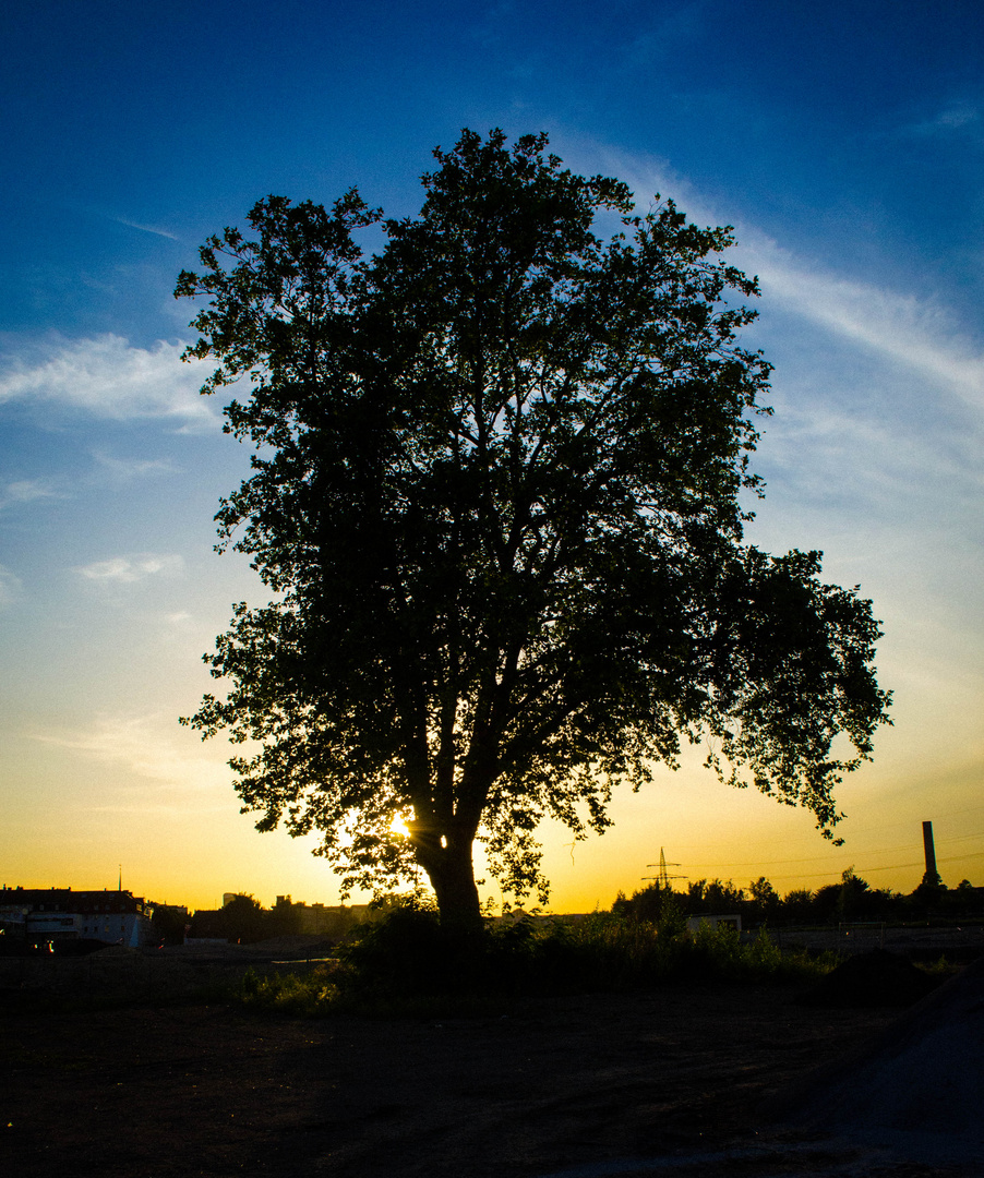 Baum auf großem Baugelände während der Abenddämmerung in Dortmund
