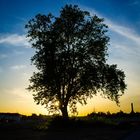 Baum auf großem Baugelände während der Abenddämmerung in Dortmund