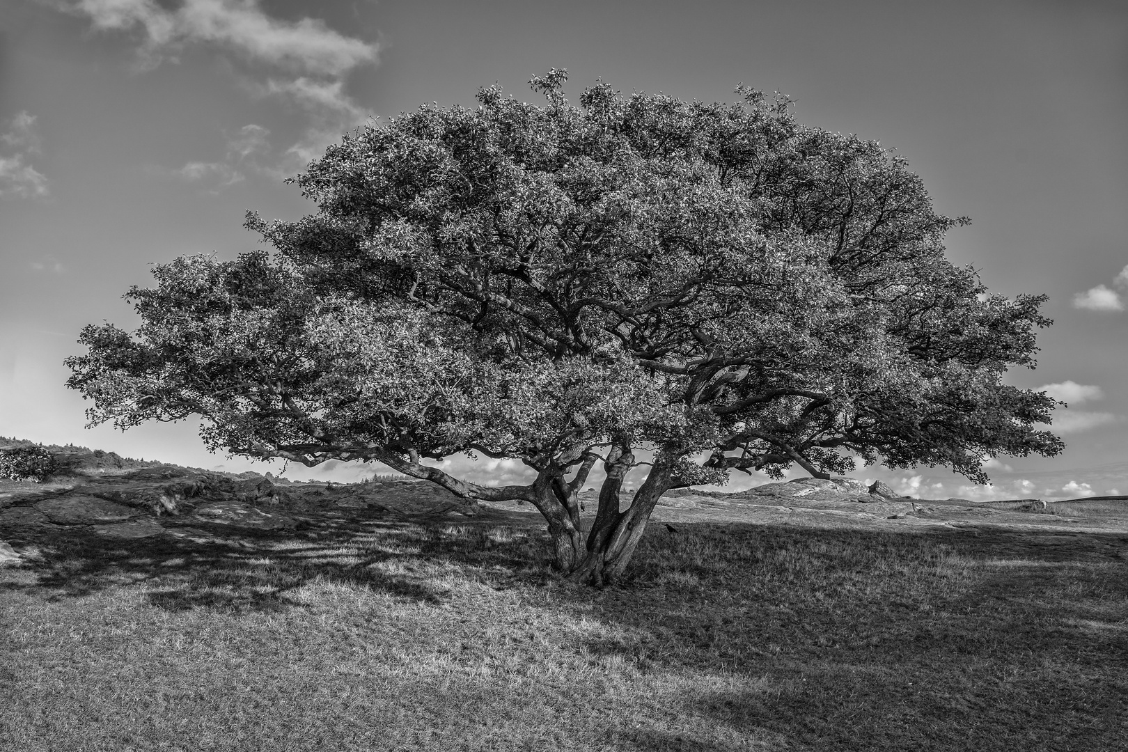 Baum auf Hammerknuden (Bornholm)