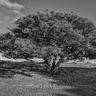 Baum auf Hammerknuden (Bornholm)