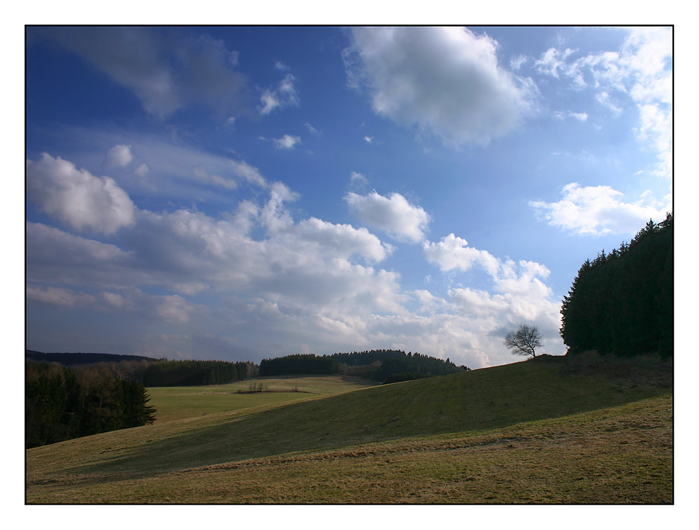 Baum auf Hanglage