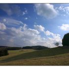 Baum auf Hanglage