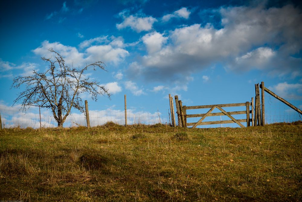 Baum auf Heide