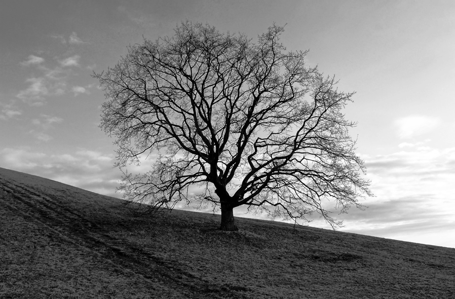 Baum auf Hügel