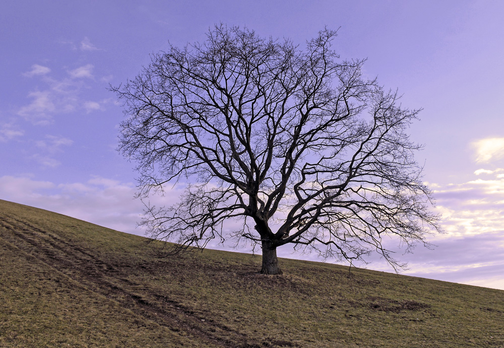 Baum auf Hügel