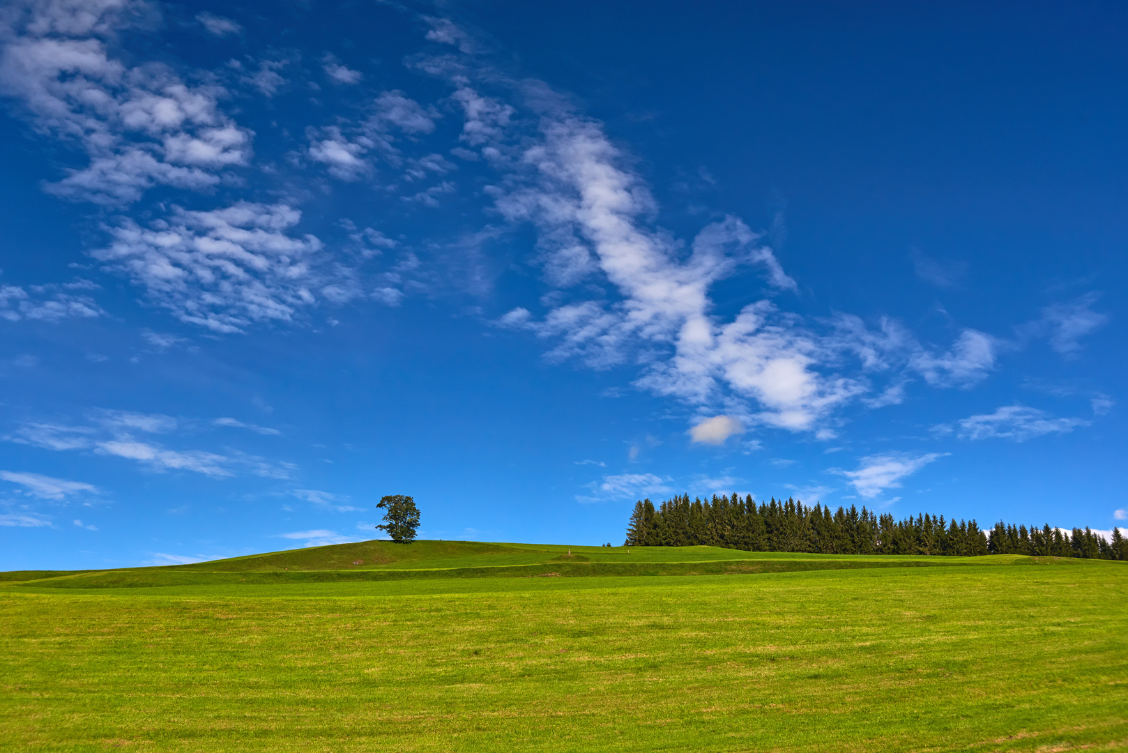 Baum auf Hügel im Oberallgäu