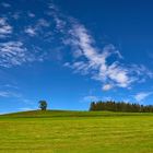 Baum auf Hügel im Oberallgäu