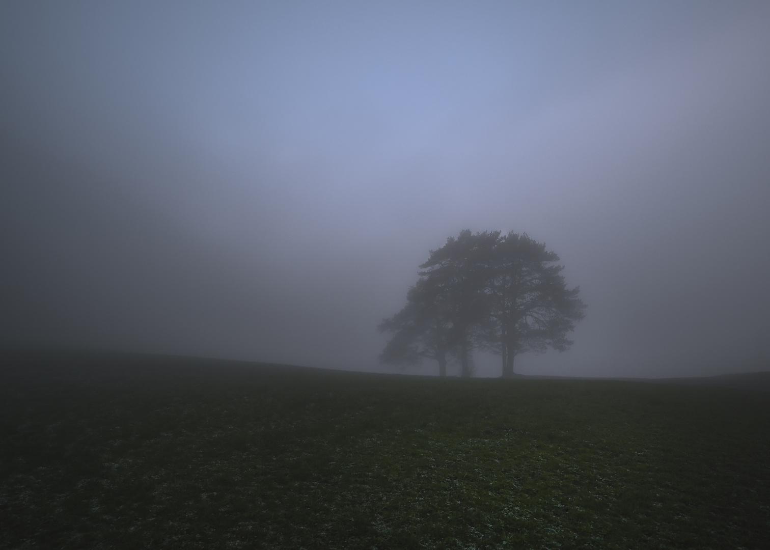 Baum auf Hügelkante im Morgennebel