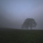 Baum auf Hügelkante im Morgennebel