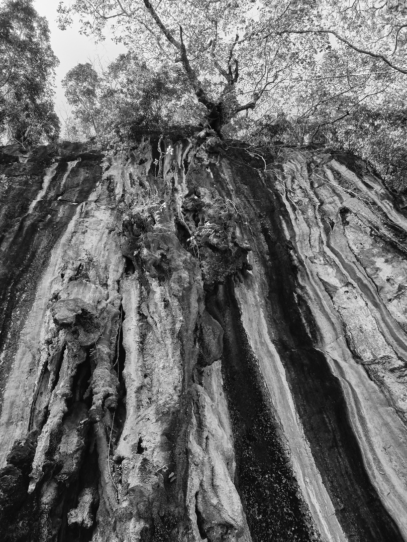 Baum auf Karst