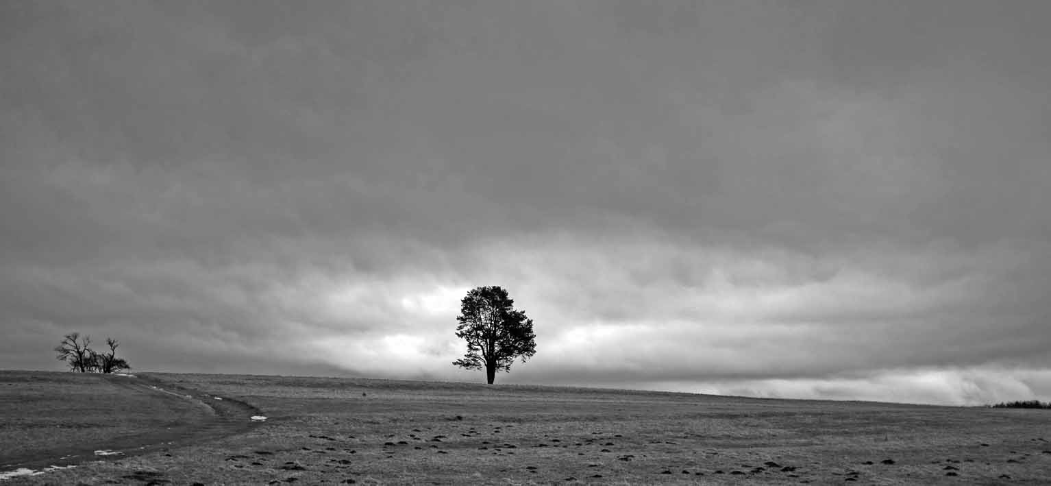 Baum auf Klippeneck