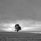 Baum auf Klippeneck