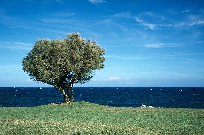 Baum auf Kreta