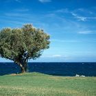 Baum auf Kreta