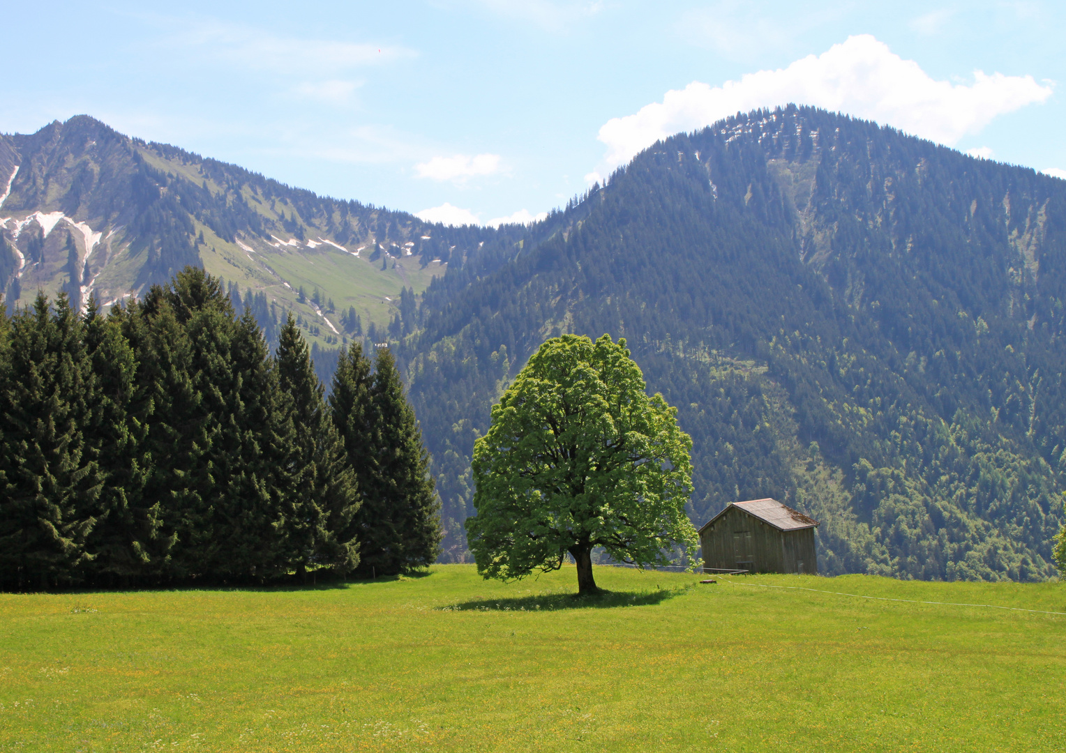 Baum auf LIchtung