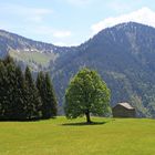 Baum auf LIchtung