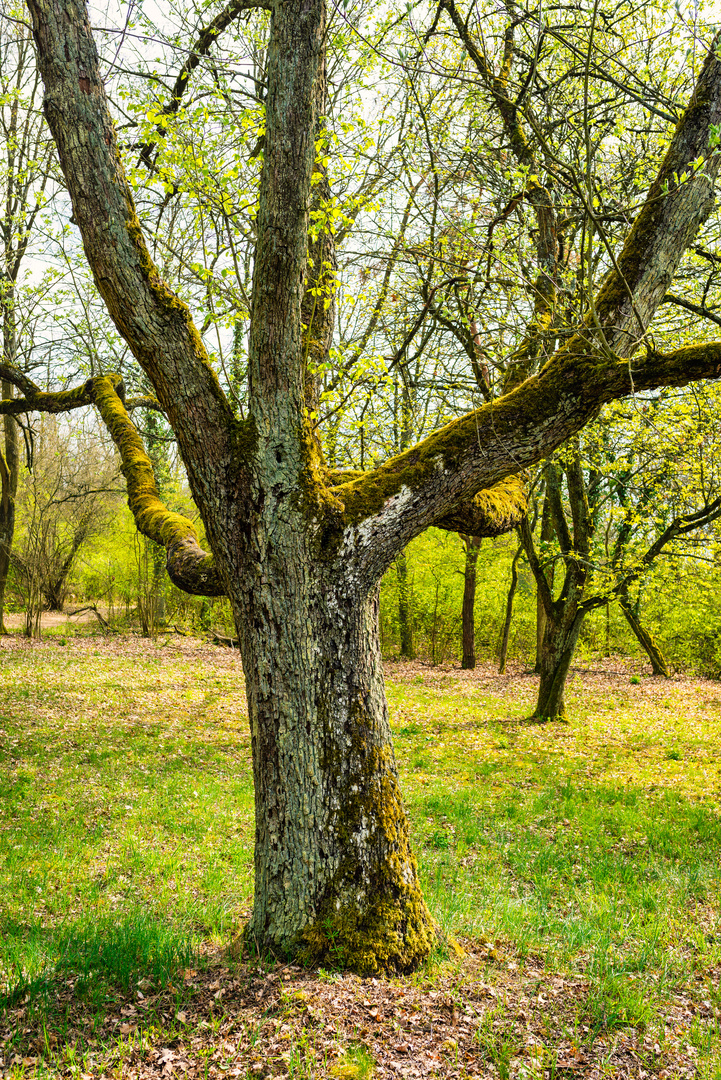 Baum auf Lichtung 86