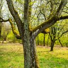 Baum auf Lichtung 86