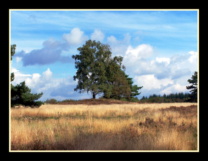 Baum auf Lichtung