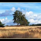 Baum auf Lichtung