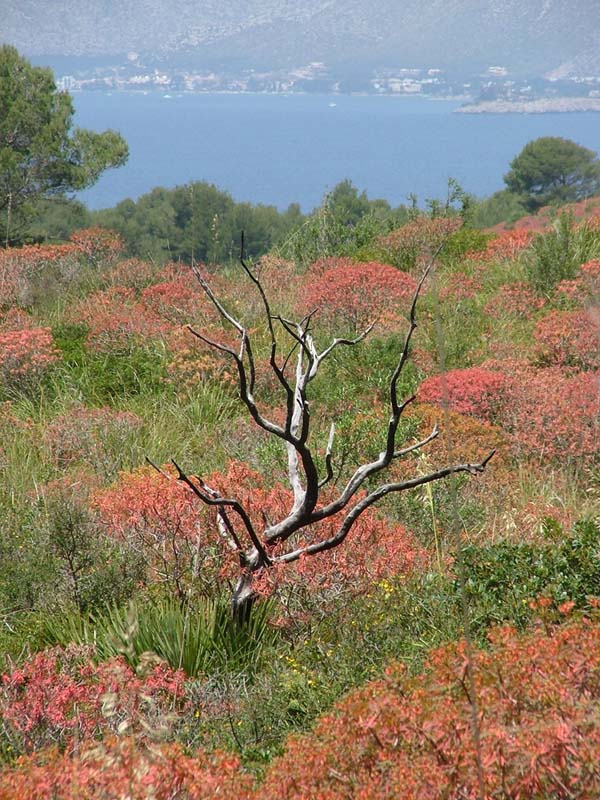 Baum auf Mallorca