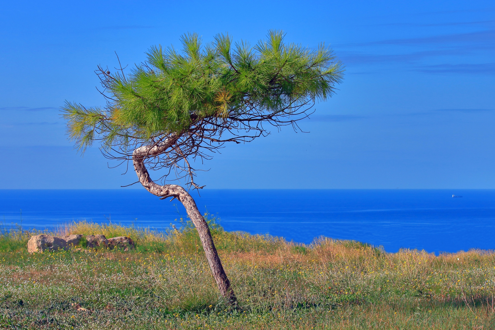 Baum auf Malta