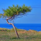 Baum auf Malta