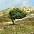 Baum auf Norderney
