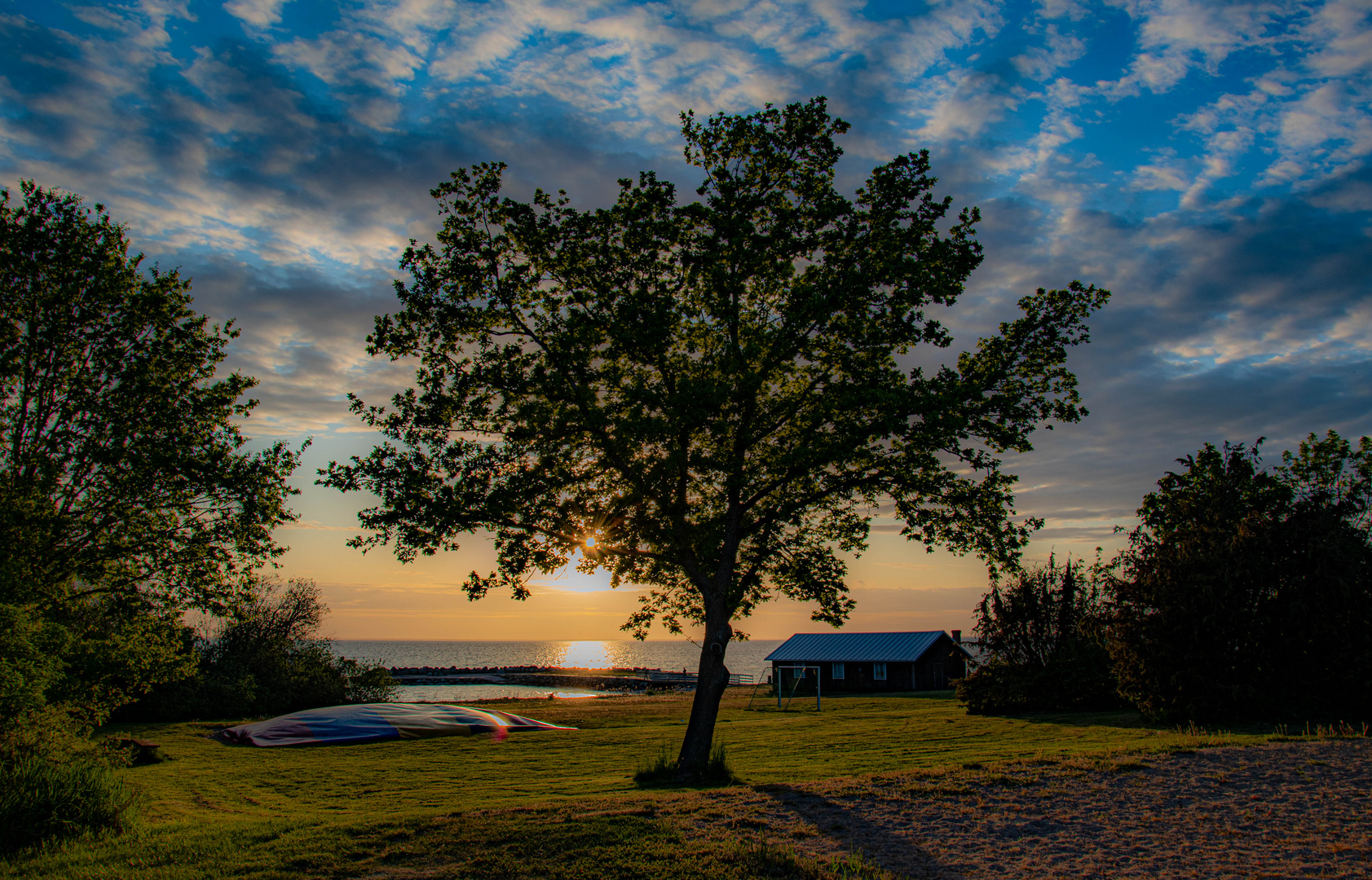 Baum auf Öland