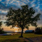 Baum auf Öland