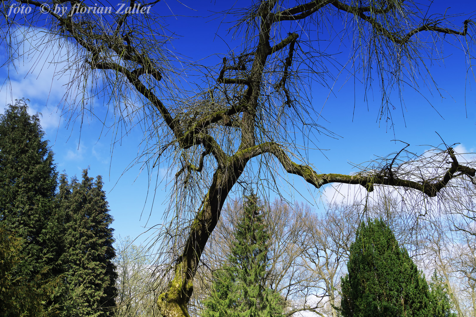 Baum auf Ohlsdorf