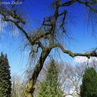 Baum auf Ohlsdorf