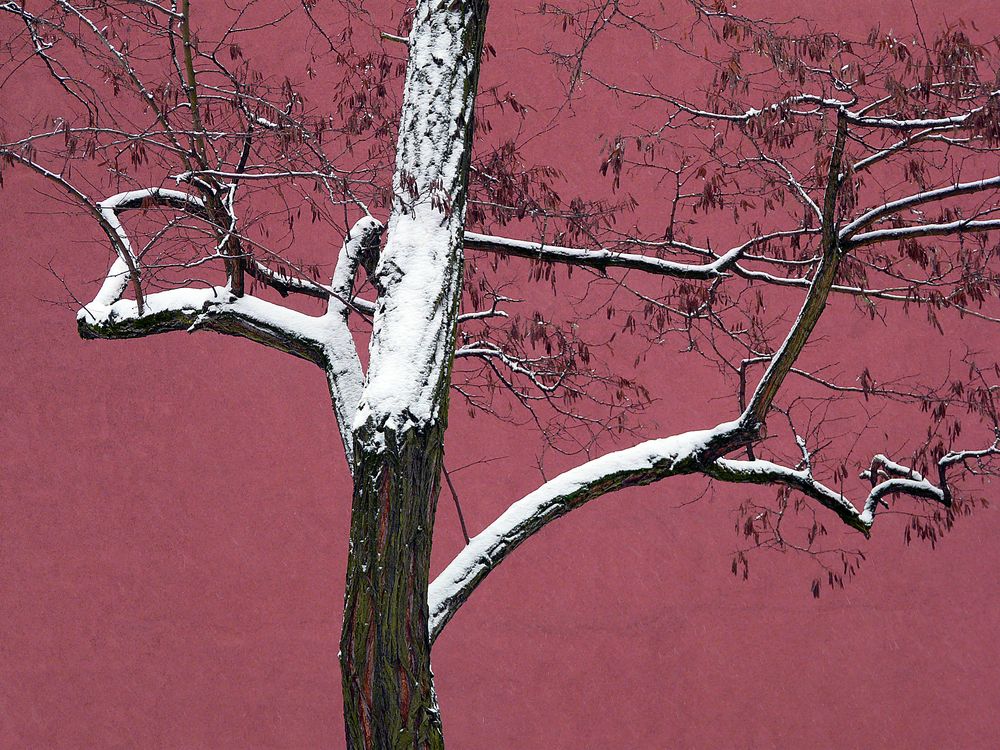 Baum auf Pink