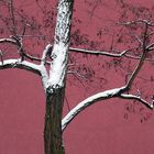 Baum auf Pink