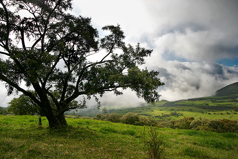 Baum auf Reunion von sikowa