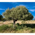 Baum auf Rhodos